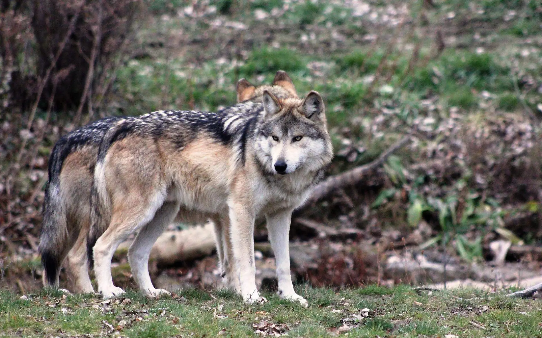 Del lobo mexicano al jaguar, animales en peligro de extinción 